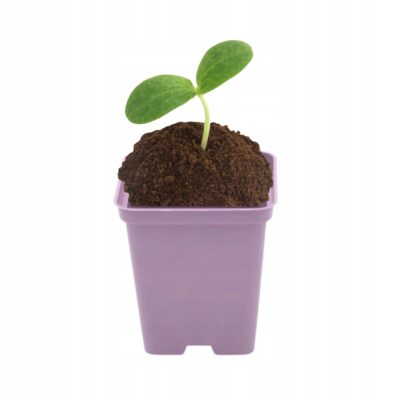 Doniczka kwadratowa P9 filoletowa 0.5L