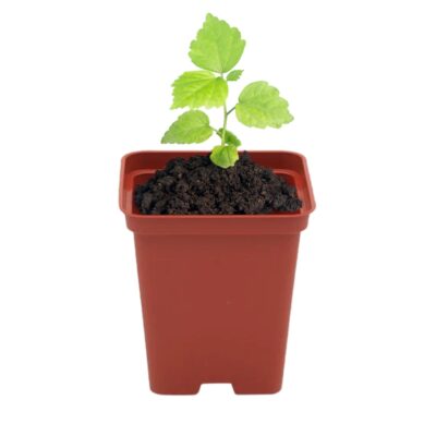 Doniczka P9 kwadratowa kolor terakota 0.5l