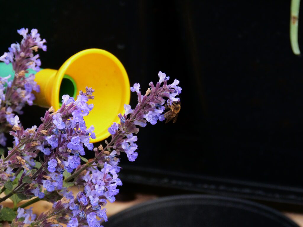 Pszczoła na kwiatach kocimiętki