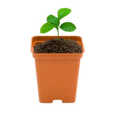 Doniczka kwadratowa P9 POMARAŃCZOWA 0.5L