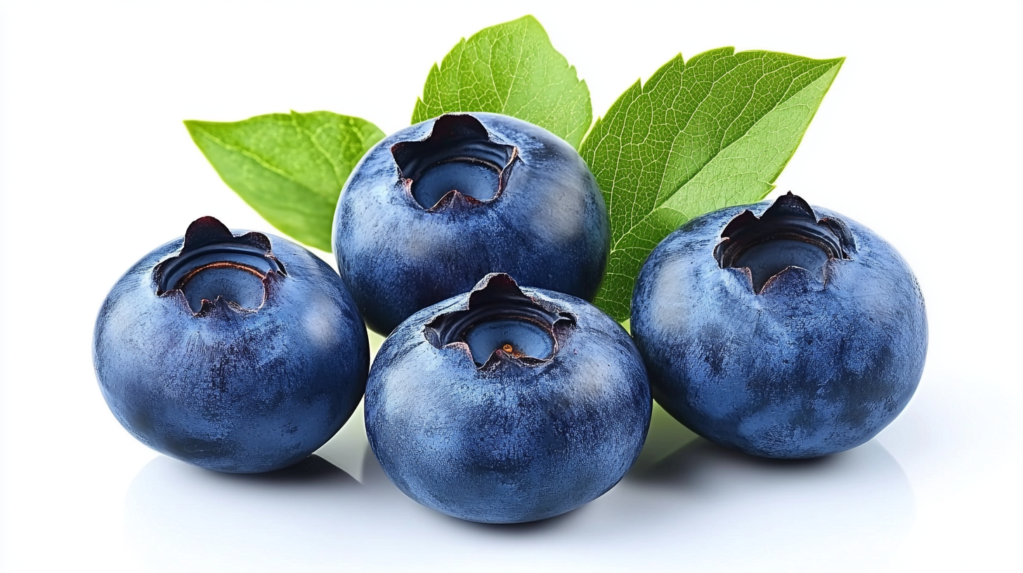 Borówka amerykańska, ilustracja owoców.