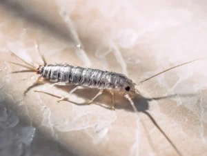 Rybik cukrowy w łazience na kafelkach